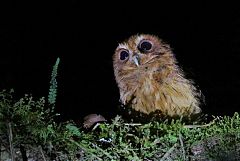 Cinnamon Screech-Owl